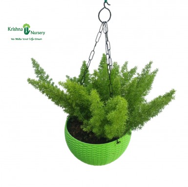 Foxtail Fern Basket - Hanging Plants -  - foxtail-fern-basket -   