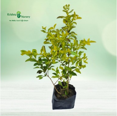 Golden Duranta Plant - 7 inch - Poly Bag