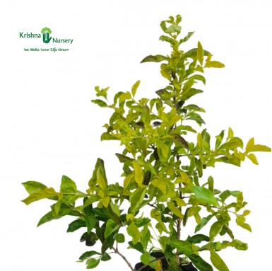 Golden Duranta Plant - 7 inch - Poly Bag