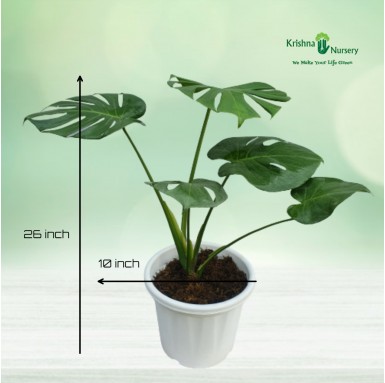Monstera Deliciosa Plant - Indoor Plants -  - monstera-deliciosa-plant -   