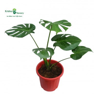 Monstera Plant - 10 inch - Red Pot
