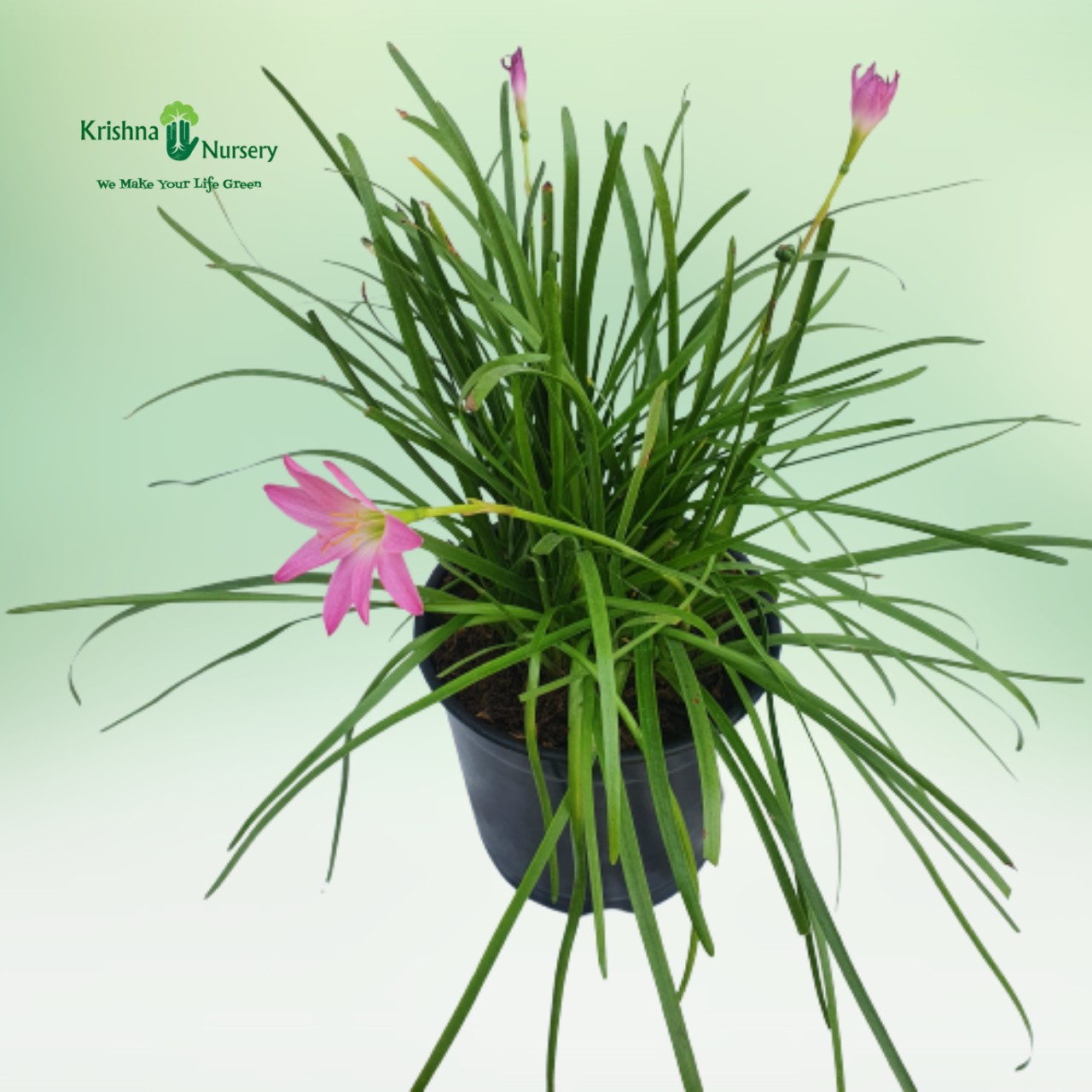 Rain Lily Plant - 6 inch - Black Pot