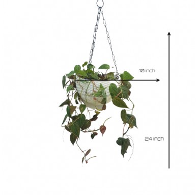 Philodendron Micans Plant - Hanging Plants -  - philodendron-micans-plant -   
