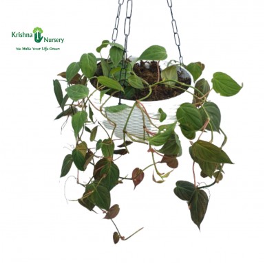 Philodendron Micans Plant - Hanging Plants -  - philodendron-micans-plant -   