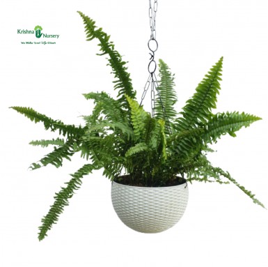 Green Fern Plant - Indoor Plants -  - green-fern-plant -   