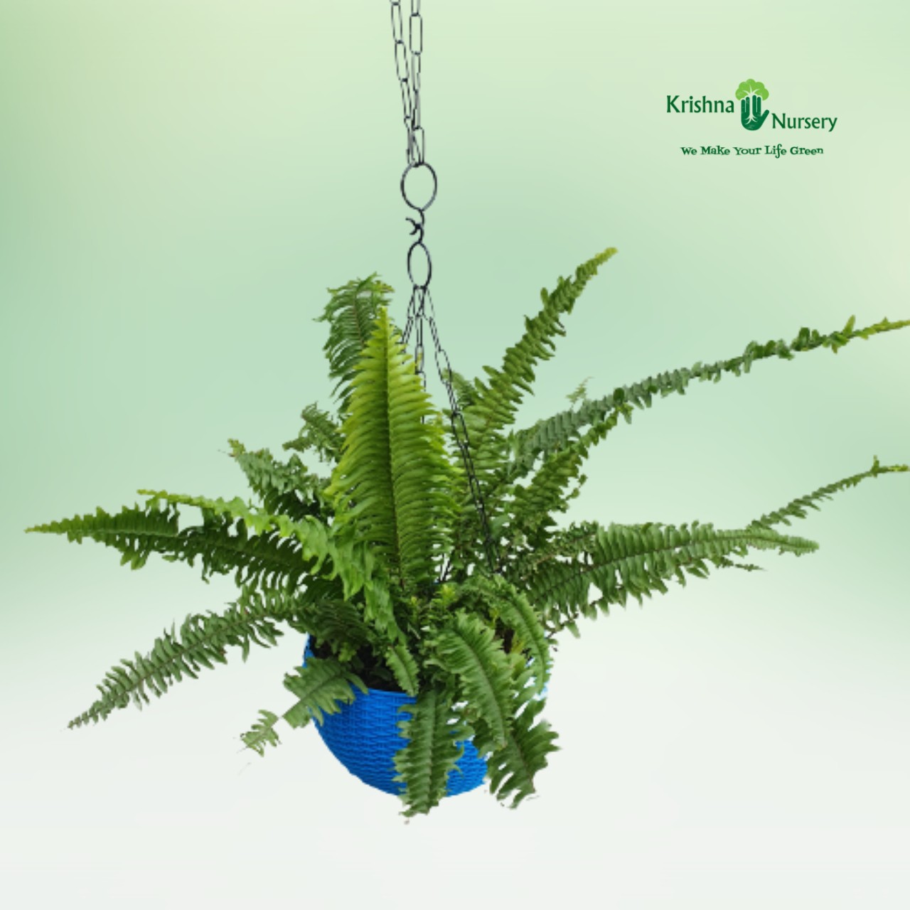 Green Fern Plant - Indoor Plants -  - green-fern-plant -   