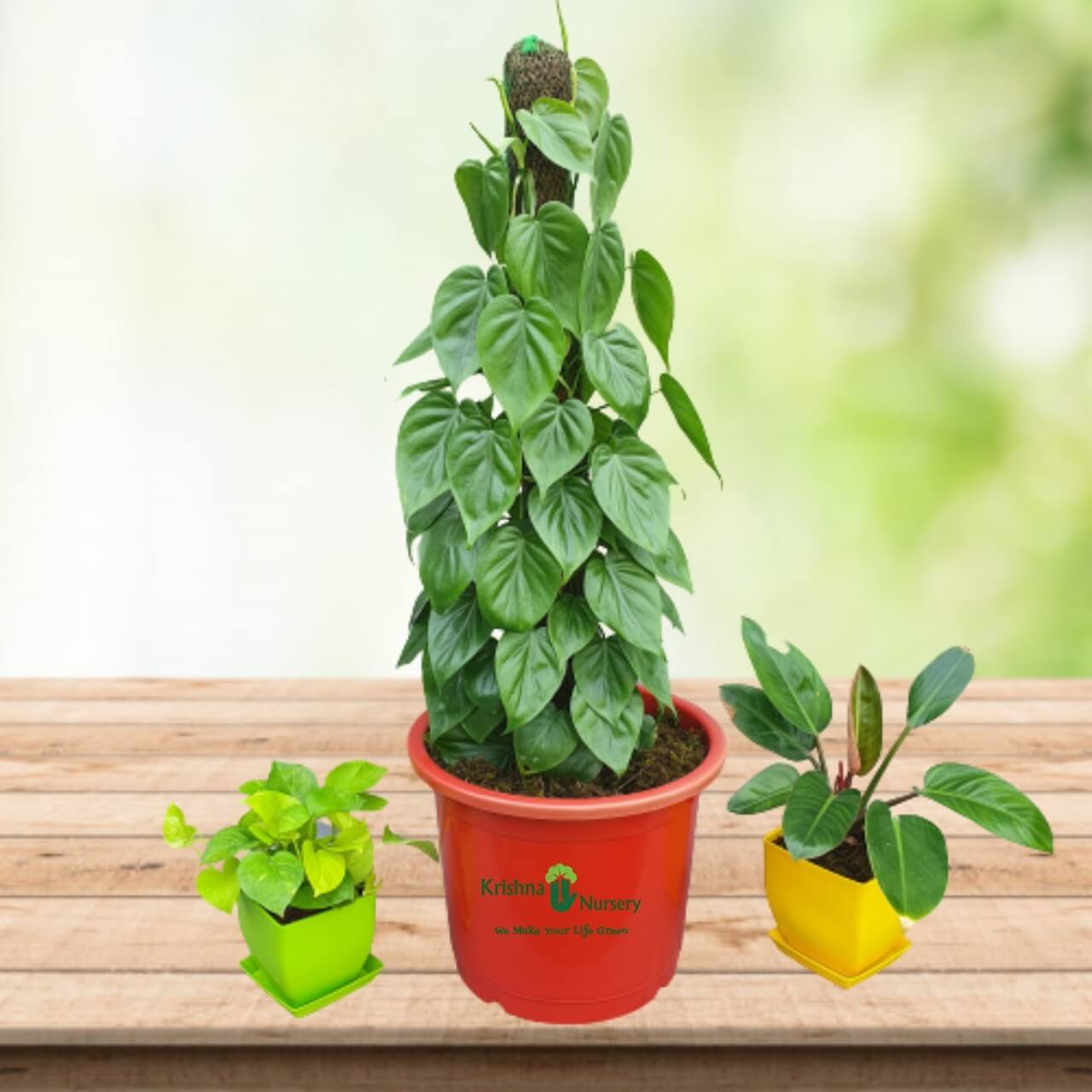 Oxycardium Plant - Indoor Plants - Oxycardium Plant - Buy Plants Online - Krishna Nursery - oxycardium-plant -   