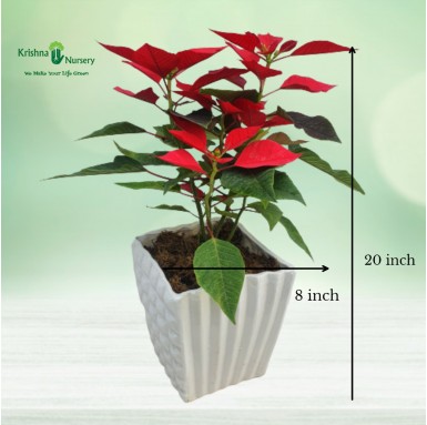 Poinsettia Plant - 8 inch - Ceramic Pot