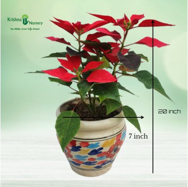 Poinsettia Plant with Ceramic Pot - Winter Seasonal Plants -  - poinsettia-plant-with-ceramic-pot -   
