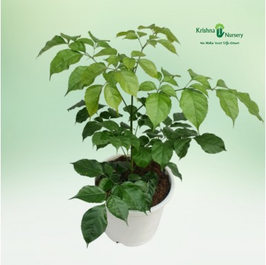 Radermachera Plant with 8 inch Pot
