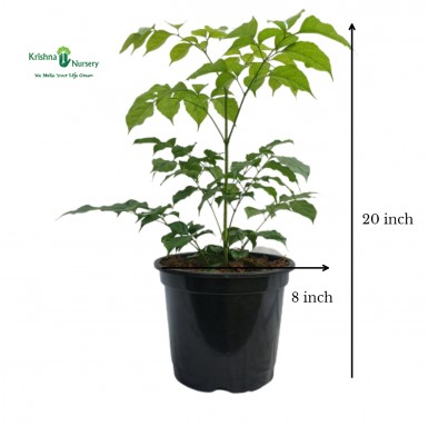 Radermachera Plant with 8 inch Pot - Indoor Plants -  - radermachera-plant-with-8-inch-pot -   