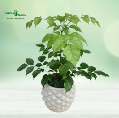 Radermachera Plant with Ceramic Pot