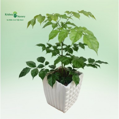 Radermachera Plant with Ceramic Pot - Outdoor Plants -  - radermachera-plant-with-ceramic-pot -   