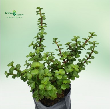 Jade Plant - Outdoor Plants -  - -jade-plant -   