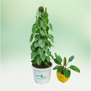 Oxycardium Plant - 10 Inch - White Pot