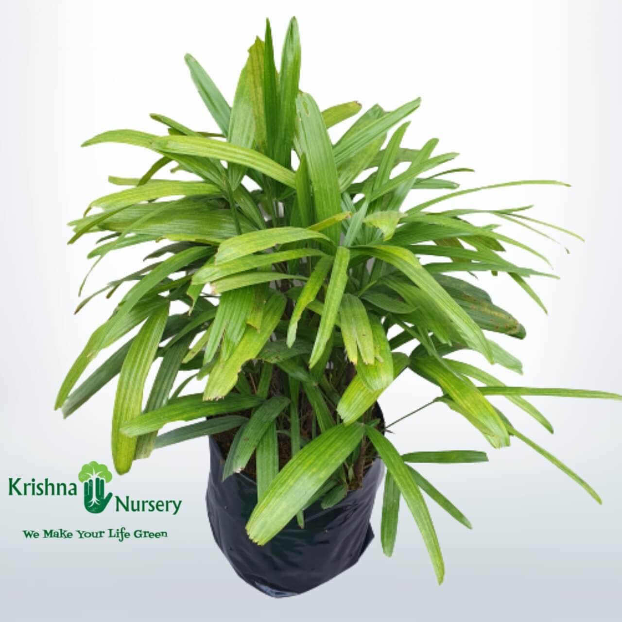 Rhapis Palm - Indoor Plants -  - rhapis-palm -   