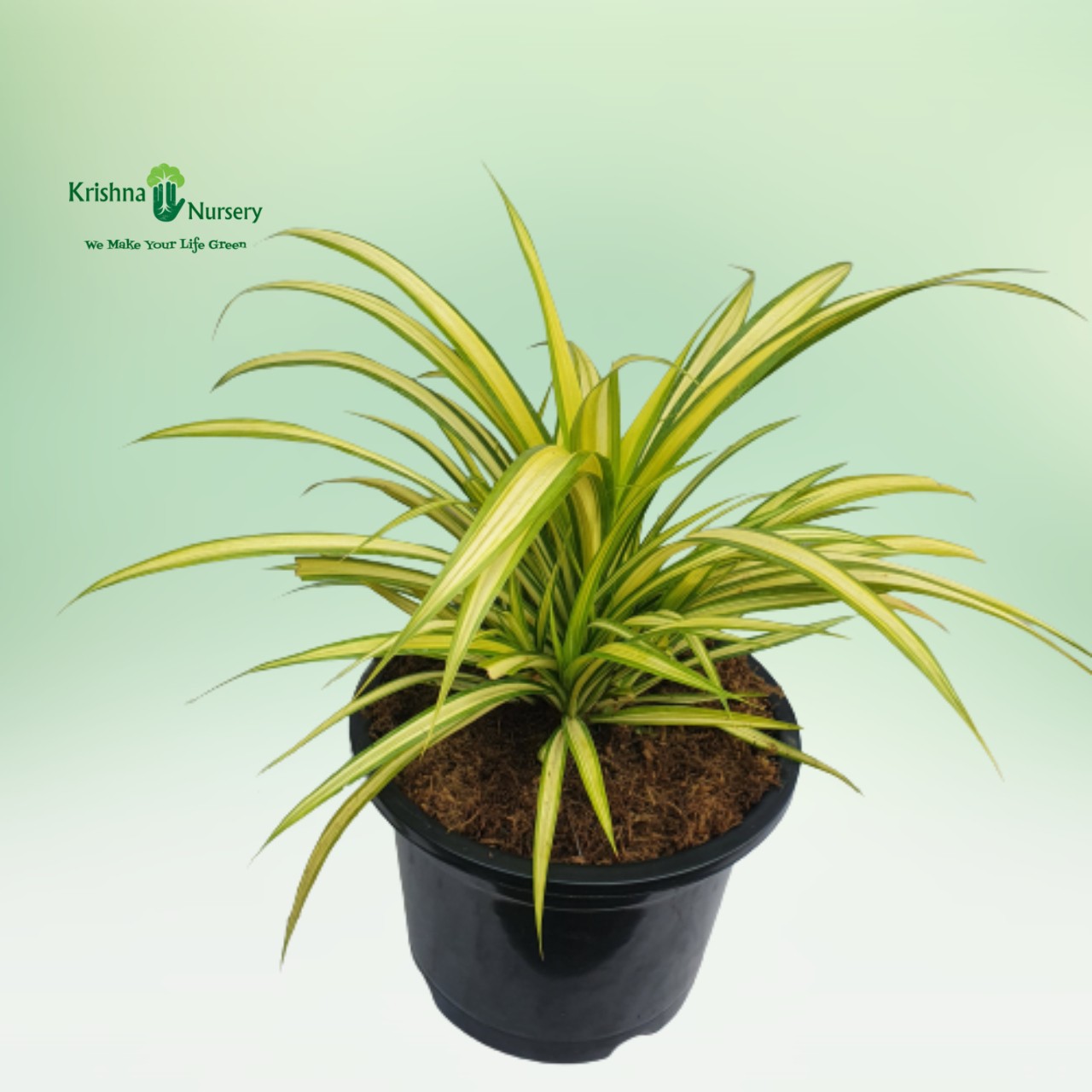 Variegated Pandanus Plant - Outdoor Plants -  - variegated-pandanus-plant -   