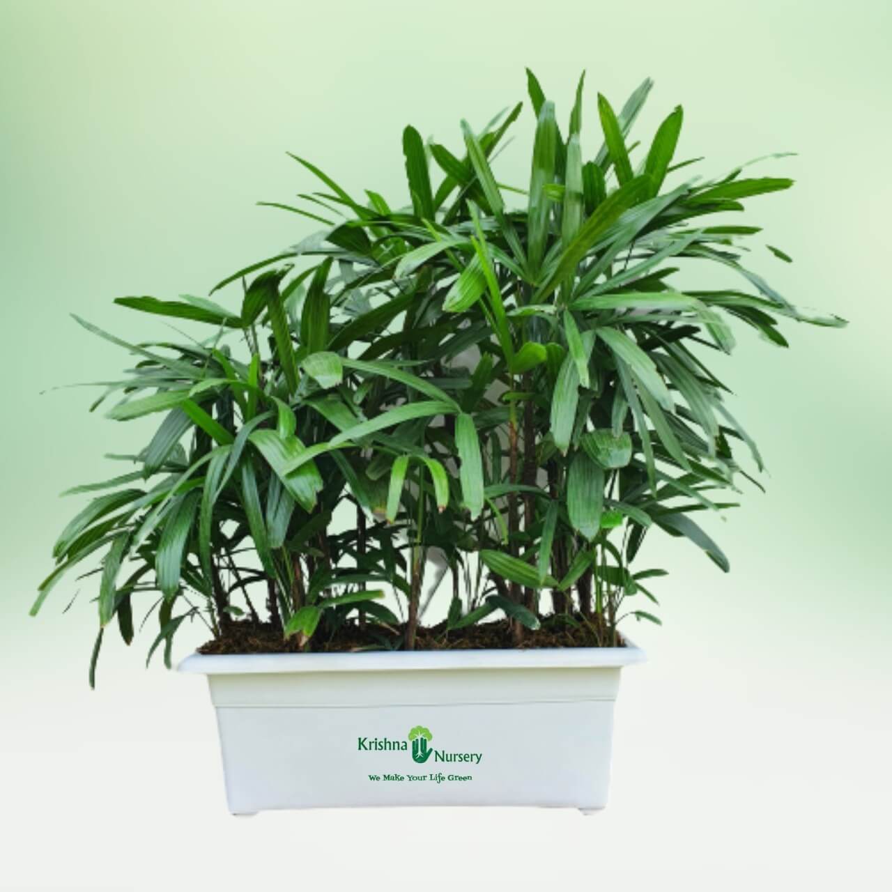 Rhapis Palm - Indoor Plants -  - rhapis-palm -   