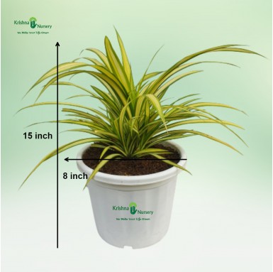 Variegated Pandanus Plant