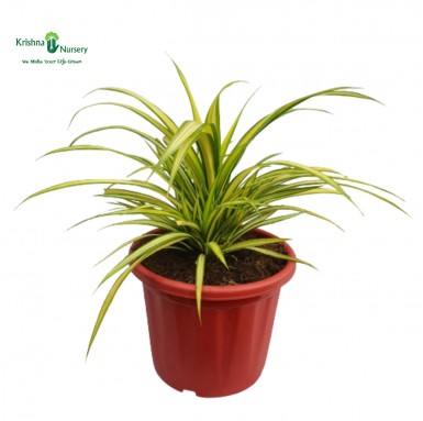 Variegated Pandanus Plant - Outdoor Plants -  - variegated-pandanus-plant -   
