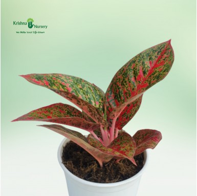 Aglaonema Tiara (Pink Panther) Plant
