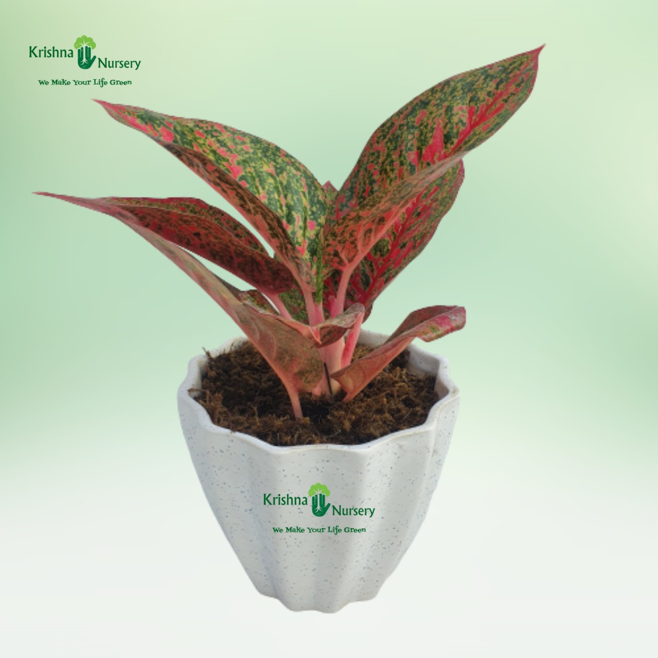 Aglaonema Tiara (Pink Panther) Plant - Winter Seasonal Plants -  - aglaonema-tiara-pink-panther-plant -   