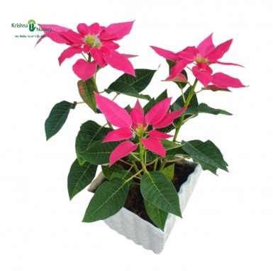 Pink Poinsettia Plant - Winter Season Plants -  - pink-poinsettia-plant -   