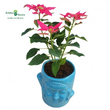 Pink Poinsettia Plant - Winter Season Plants -  - pink-poinsettia-plant -   