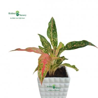 Aglaonema Butterfly Plant