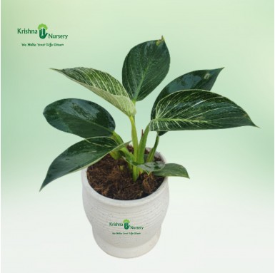 Aglaonema Butterfly Dark Green - Gifting Plants -  - aglaonema-butterfly-dark-green -   