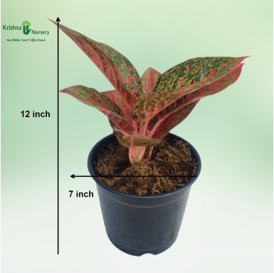 Aglaonema Tiara (Pink Panther) Plant - Winter Seasonal Plants -  - aglaonema-tiara-pink-panther-plant -   