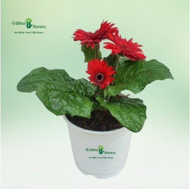 Gerbera Plant (Red)