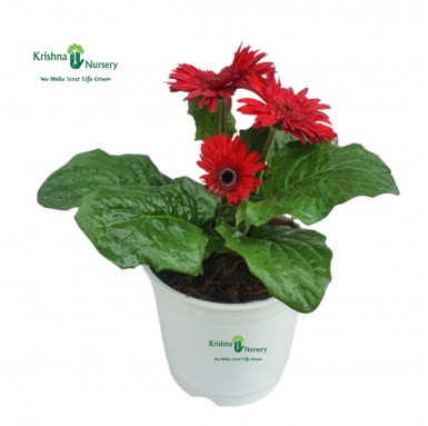 Gerbera Plant (Red) - Winter Season Plants -  - gerbera-plant-red -   