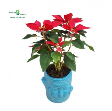 Poinsettia Plant with Ceramic Pot - Winter Seasonal Plants -  - poinsettia-plant-with-ceramic-pot -   