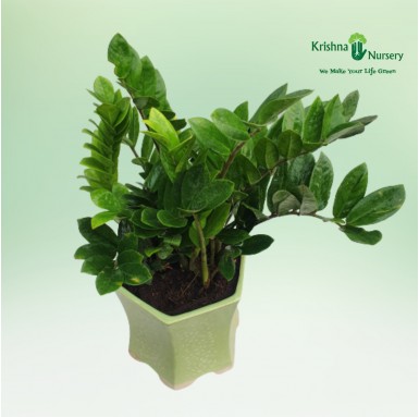 Zamia Palm (ZZ Plant) with Ceramic Pot - Indoor Plants -  - zamia-palm-zz-plant-with-ceramic-pot -   