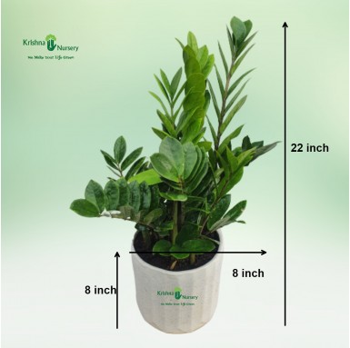 Zamia Palm (ZZ Plant) with Ceramic Pot - Indoor Plants -  - zamia-palm-zz-plant-with-ceramic-pot -   