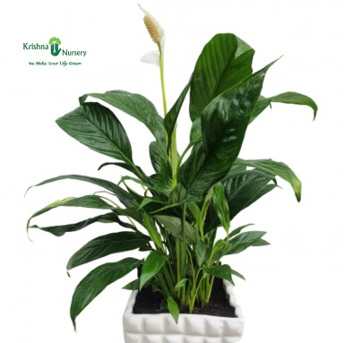 Peace Lily, Spathiphyllum - Plant - Gifting Plants -  - peace-lily-spathiphyllum-plant -   