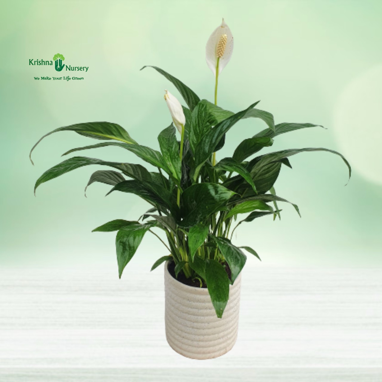 Peace Lily, Spathiphyllum - Plant