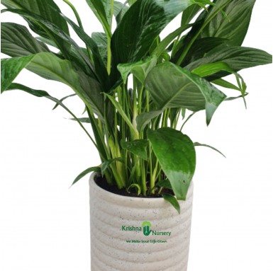 Peace Lily, Spathiphyllum - Plant - Gifting Plants -  - peace-lily-spathiphyllum-plant -   
