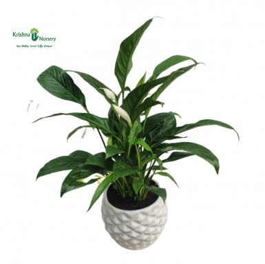 Peace Lily Plant with Diamond Ceramic Pot