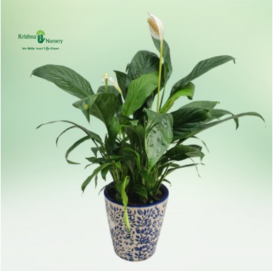 Peace Lily with Printed Pot