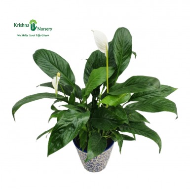Peace Lily with Printed Pot
