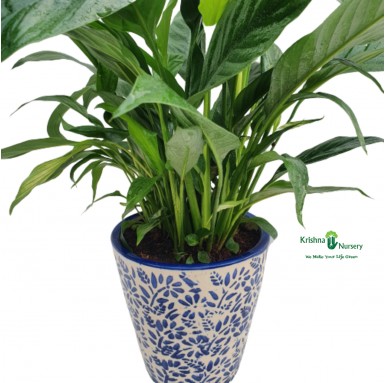Peace Lily with Printed Pot - Indoor Plants -  - peace-lily-with-printed-pot -   