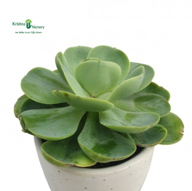 Echeveria Green Spoon Succulent - Succulent Plants -  - echeveria-green-spoon-succulent -   