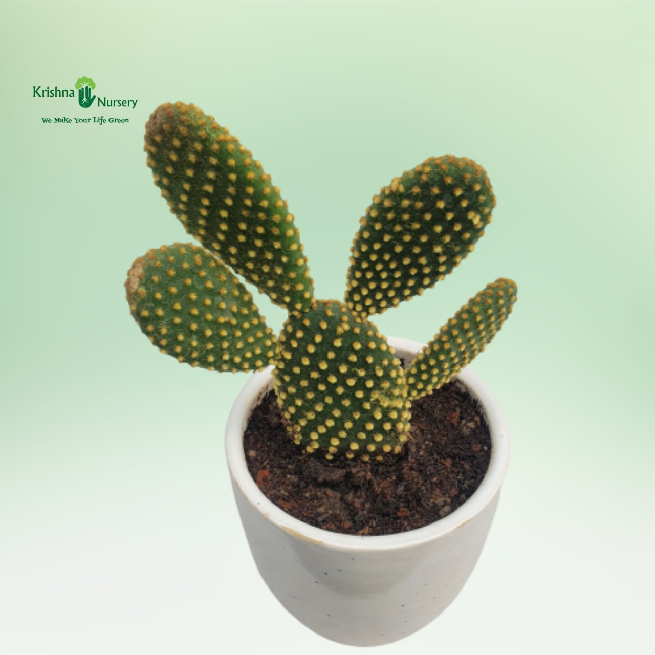 Bunny Cactus - Cactus Plants -  - bunny-cactus -   