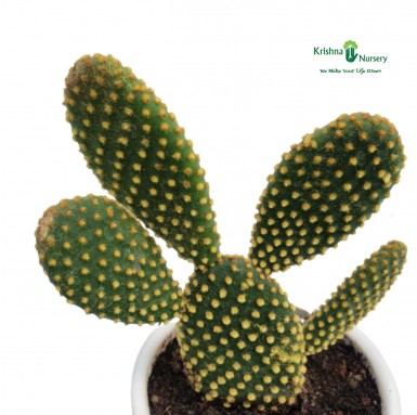 Bunny Cactus - Cactus Plants -  - bunny-cactus -   