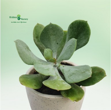 Kalanchoe Thyrsiflora - Succulent Plants -  - kalanchoe-thyrsiflora -   