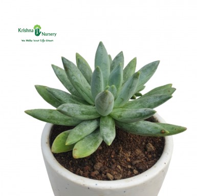 Pachyphytum Hookeri Succulent with Ceramic Pot - Succulent Plants -  - pachyphytum-hookeri-succulent-with-ceramic-pot -   
