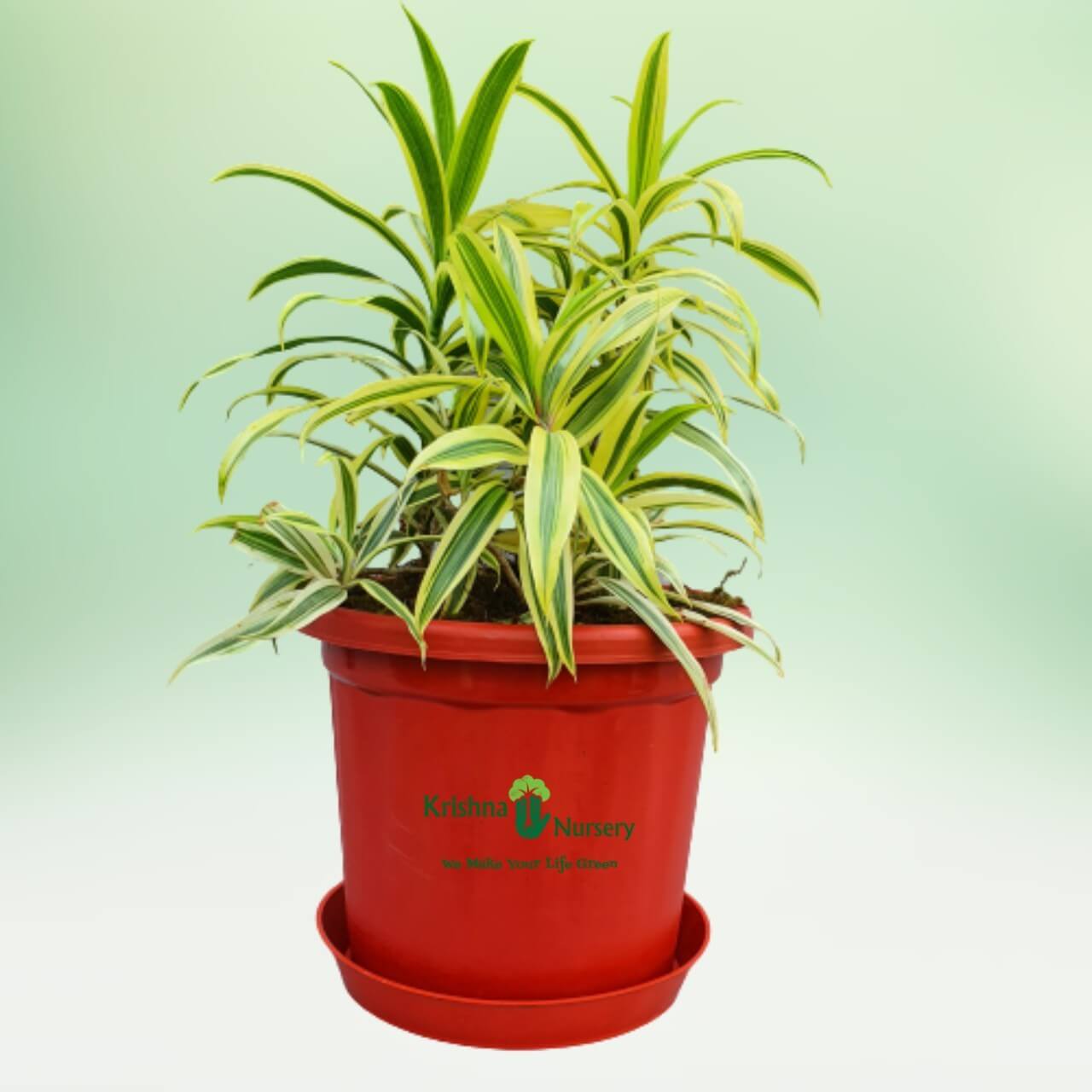 Song of India Golden - 10 Inch - Red Pot
