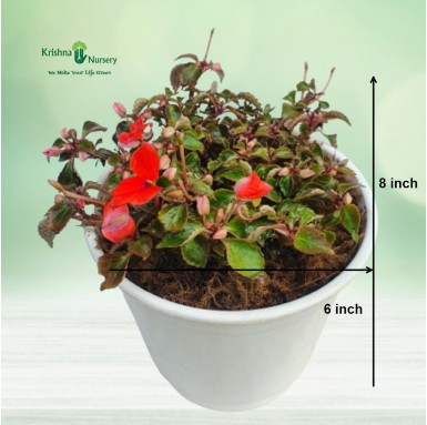 Impatiens Plant - Red Flower - Winter Season Plants -  - impatiens-plant-red-flower -   
